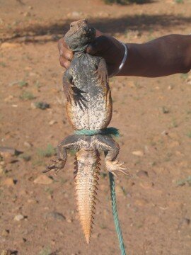 The odd lizard for dinner was the only meat on that stretch