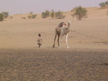 Little boy driving the camel which raises the water bucket