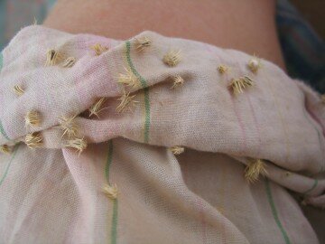 prickles, prickles, more prickles